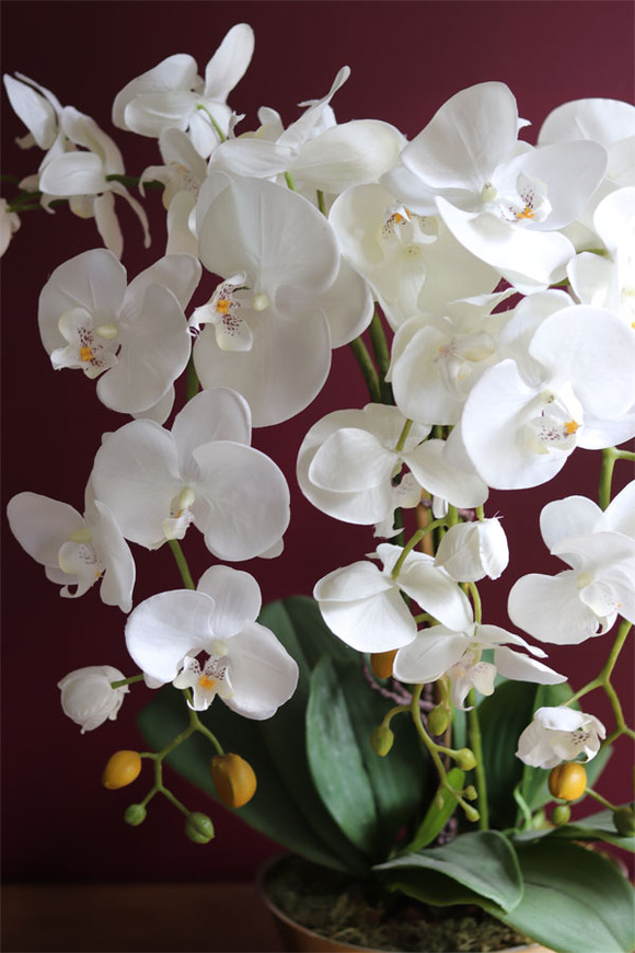 biały storczyk w złotej donicy, Terisa, wys.65cm 