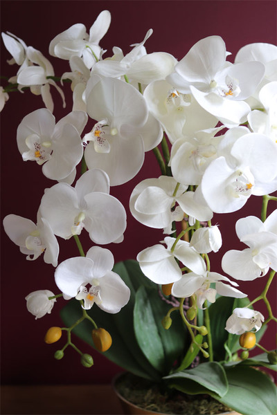 biały storczyk w złotej donicy, Terisa, wys.65cm 