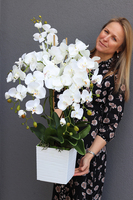 Bristol House, storczyk w minimalistycznej donicy, wys.70cm