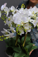 Bazylea Berlicot, elegancki storczyk w lustrzanej misie, wys.55cm