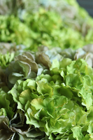 bogaty kosz z hortensjami, Provance Pistacio, wys.47cm  