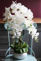 Barcelotta Premium, bogaty storczyk w białej donicy, wym.73cm 