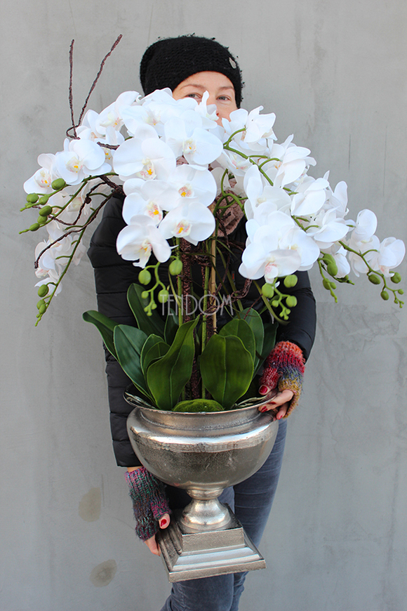 bardzo duży storczyk w eleganckim aluminiowym pucharze Rezydencja, wys.85cm