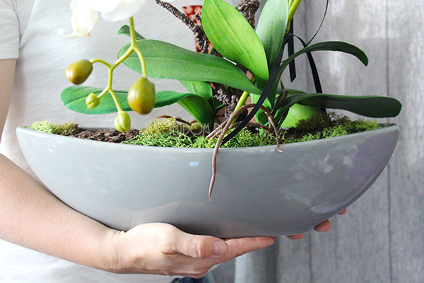 storczyk Laos w ceramicznej, szarej donicy, wys.56cm