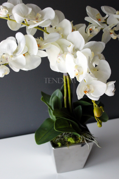 storczyk Genua w srebrnej donicy, wys.57cm