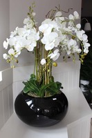 bardzo duży storczyk Grande Belezza, wys.100cm 