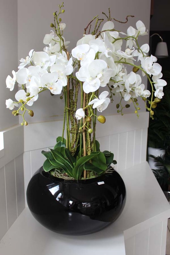 bardzo duży storczyk Grande Belezza, wys.100cm 