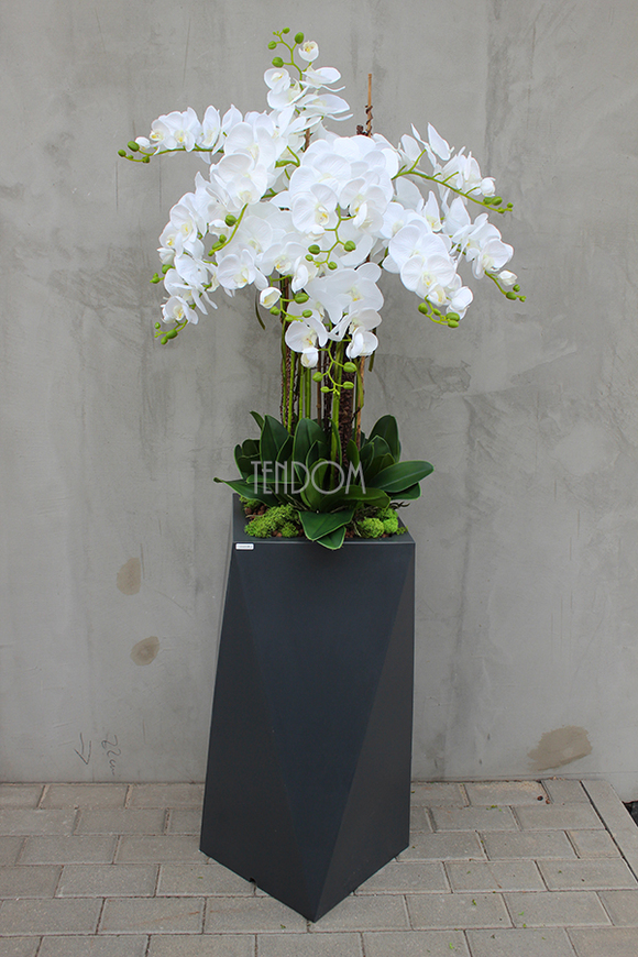 Nevis Antracyt Grande storczyk w nowoczesnej donicy, wys.160cm 