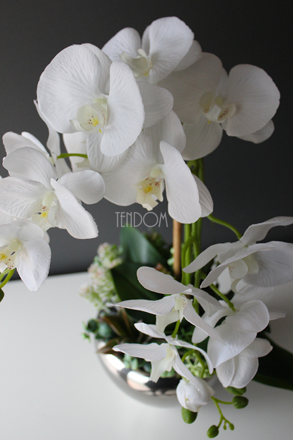 Kayoko storczyk z sukulentami w srebnej donicy, wys.55cm