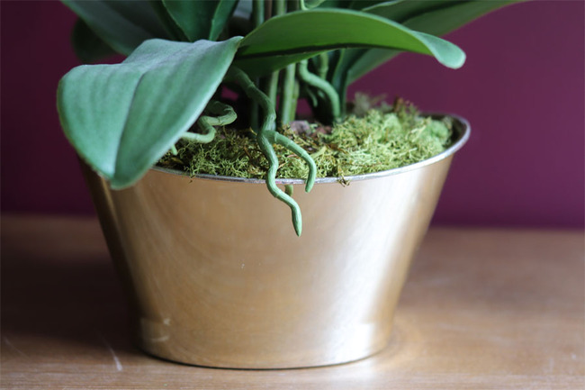 biały storczyk w złotej donicy, Terisa, wys.65cm 