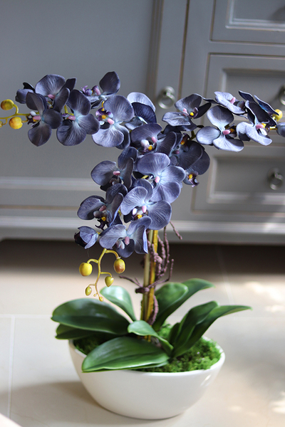 Bellato Arkadia, wysoki niebieski storczyk, wys.69cm 
