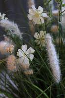 Salvatore White, wiosenna kompozycja traw i polnych kwiatów, wys.50cm