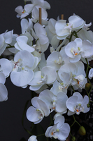 Bristol House, storczyk w minimalistycznej donicy, wys.70cm