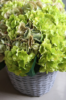 bogaty kosz z hortensjami, Provance Pistacio, wys.47cm  