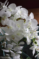 Barcelotta Premium, bogaty storczyk w białej donicy, wym.73cm 