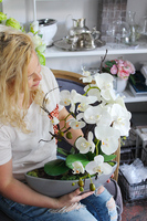 storczyk Laos w ceramicznej, szarej donicy, wys.56cm