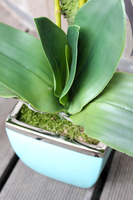 sztuczny storczyk Turkus, wys.60cm