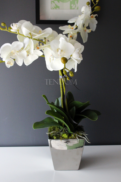 storczyk Genua w srebrnej donicy, wys.57cm