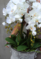 bardzo duży storczyk Leostro w metalowym pucharze, wys.98cm 