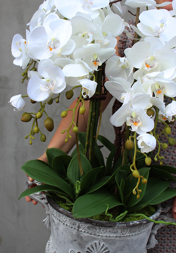 bardzo duży storczyk Leostro w metalowym pucharze, wys.98cm 