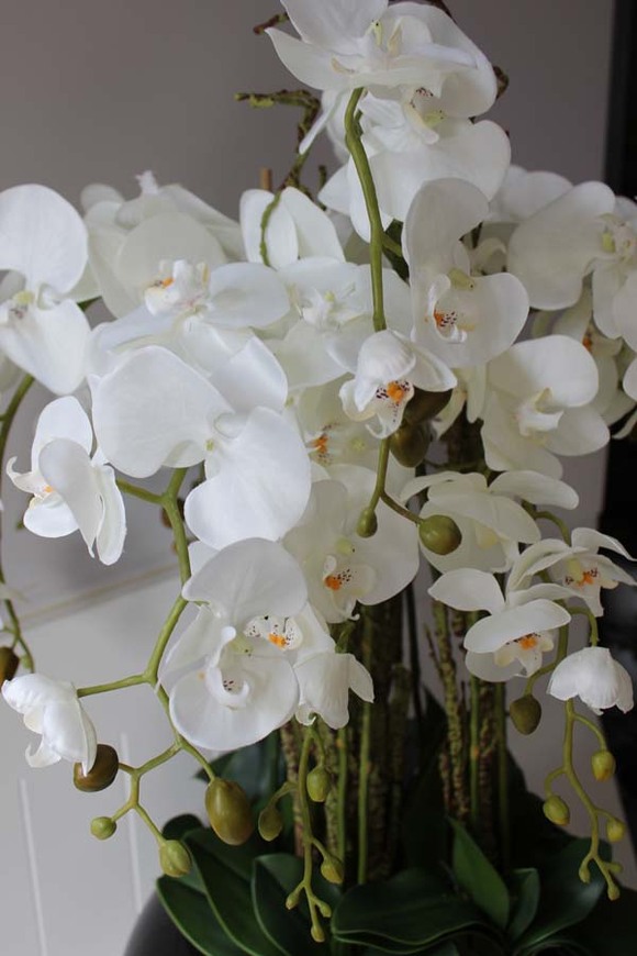 bardzo duży storczyk Grande Belezza, wys.100cm 