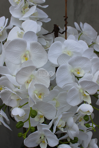 Nevis Antracyt Grande storczyk w nowoczesnej donicy, wys.160cm 