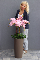 bardzo duży storczyk Madleine w kawowej donicy, wys.120cm