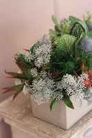 Renatta, piękna kompozycja Sukulenty w betonowej donicy, wys.28cm