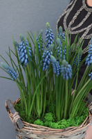 koszyczek Szafirków, dekoracja ze sztucznych roślin, wys.32cm