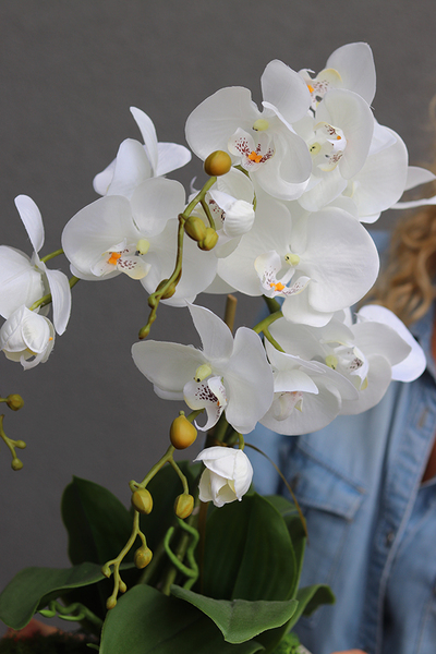 Banerra Betonowa, storczyk w minimalistycznej donicy, wys.47cm