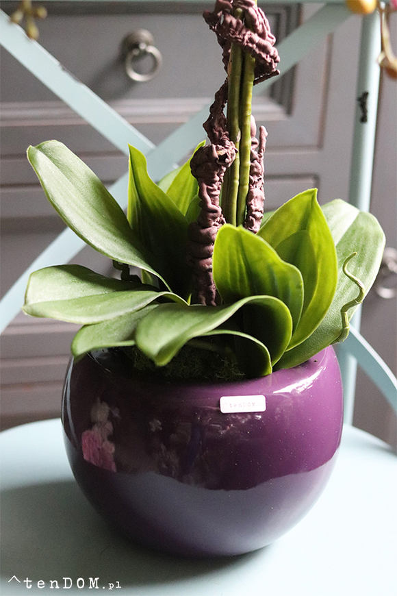 Fiolettina, różowy storczyk w fioletowej donicy, wys.67cm