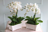 Nelina, sztuczny storczyk w białej podłużnej donicy, wys.50cm 