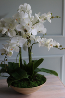 Herminio, storczyk w drewnianej misie, wys.64cm