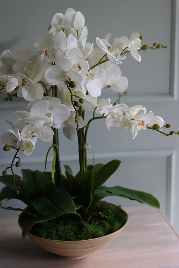 Herminio, storczyk w drewnianej misie, wys.64cm