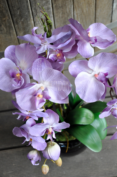 storczyk Regina w czarnej donicy, wys.60cm