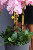 bardzo duży storczyk Madleine w antracytowej donicy, wys.120cm 