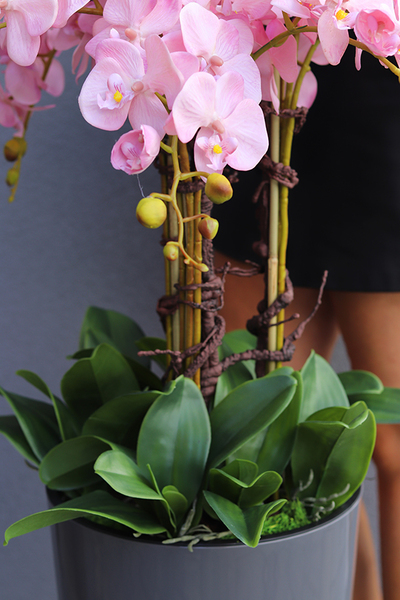 bardzo duży storczyk Madleine w antracytowej donicy, wys.120cm 