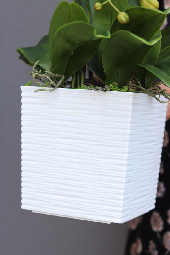 Bristol House, storczyk w minimalistycznej donicy, wys.70cm