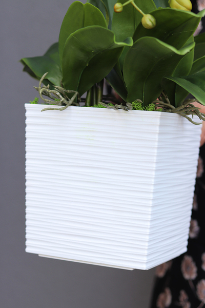 Bristol House, storczyk w minimalistycznej donicy, wys.70cm