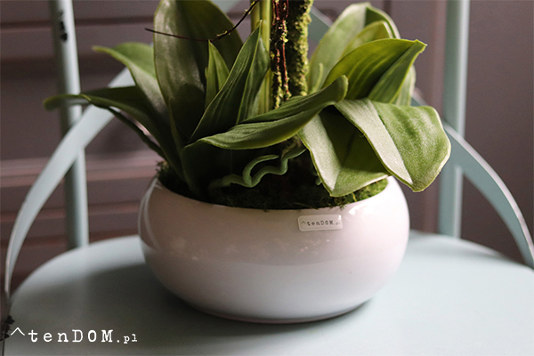 Barcelotta Premium, bogaty storczyk w białej donicy, wym.73cm 