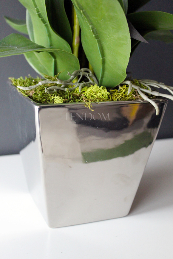 storczyk Genua w srebrnej donicy, wys.57cm