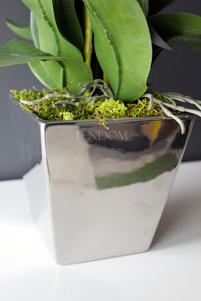 storczyk Genua w srebrnej donicy, wys.57cm