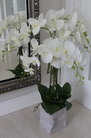 Burano gumowy storczyk w oryginalnej ceramicznej donicy, wys.77cm 