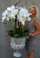 bardzo duży storczyk Leostro w metalowym pucharze, wys.98cm 