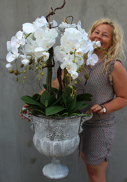 bardzo duży storczyk Leostro w metalowym pucharze, wys.98cm 