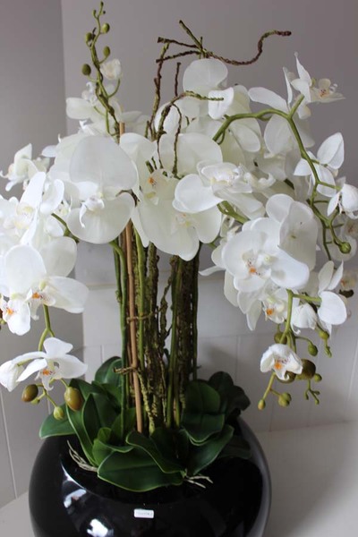 bardzo duży storczyk Grande Belezza, wys.100cm 