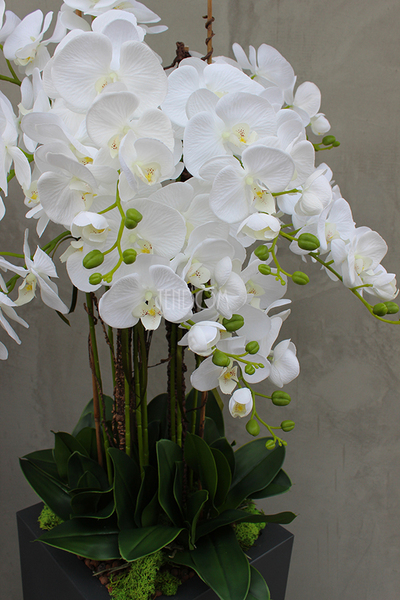 Nevis Antracyt Grande storczyk w nowoczesnej donicy, wys.160cm 