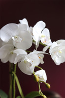 Nemito Lungo, sztuczny storczyk w białej, podłużnej donicy, wys.46cm 