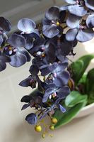 Bellato Arkadia, wysoki niebieski storczyk, wys.69cm 