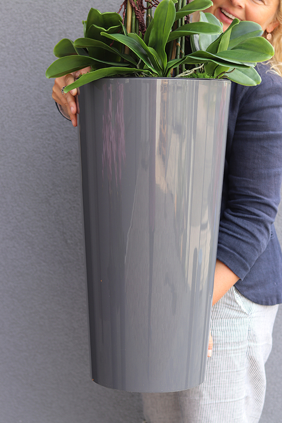 bardzo duży storczyk Madleine w antracytowej donicy, wys.120cm 